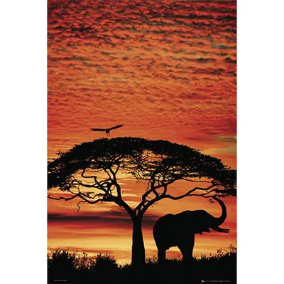 포스터 Africa Sunset - Elephant [PH0279]
