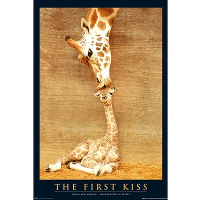 포스터 First Kiss [PH0022]
